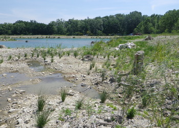 Début de croissance végétale sur gravière Joly