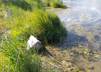 Fin de première saison végétative sur gravière Joly (septembre 2015)