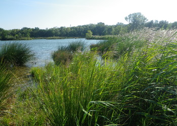 Création de hauts-fonds et diversification des berges
