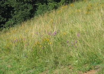 Elément naturel (prairie) inventorié lors de l‘état inital