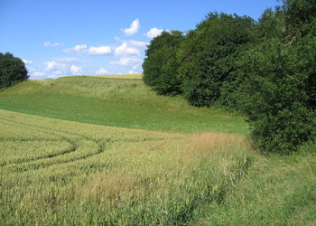 Elément naturel (haie/paysage) inventorié lors de l‘état inital