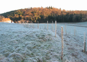 Haie après plantation