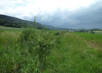 Haie et bandes herbeuses après 3 ans de développement en zone agricole