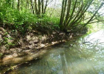 Dysfonctionnement constaté : berges abruptes, minées et présence de faune piscicole défavorable aux batraciens