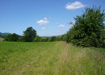 Elément naturel (haie/paysage) inventorié lors de l‘état inital