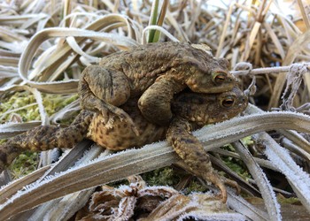 Couple de crapaud commun (Bufo bufo)