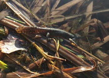 Triton alpestre mâle (Ichthyosaura alpestris)