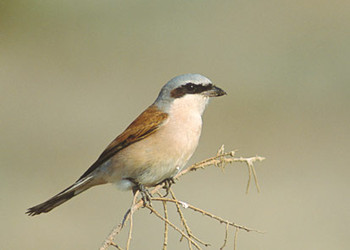 Pie-grièche écorcheur, espèce cible du réseau