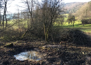 Gouille favorable au crapaud sonneur à ventre jaune et tas de bois spécialement aménagé pour les mustélidés