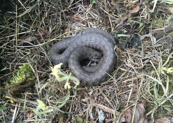 Couleuvre à collier (Natrix natrix)