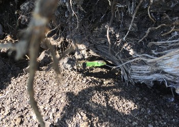 Lézard agile mâle (Lacerta agilis)