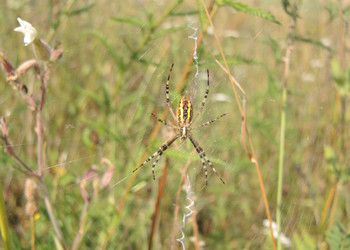 Epeire fasciée (Argiope bruennichi), femelle à gauche et mâle à droite