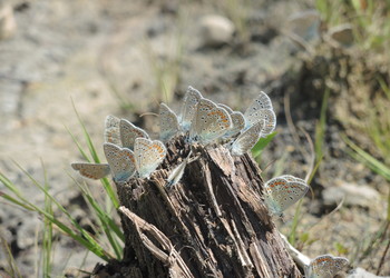 Azurés de la Bugrane (Polyommatus icarus)