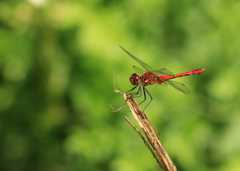 Sympétrum sanguin mâle (Sympetrum sanguineum)