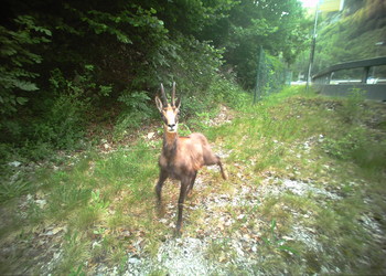 Chamois (Rupicapra rupicapra)