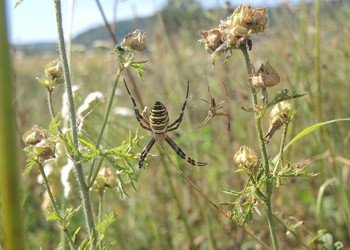 Epeire fasciée (Argiope bruennichi), femelle à gauche et mâle à droite