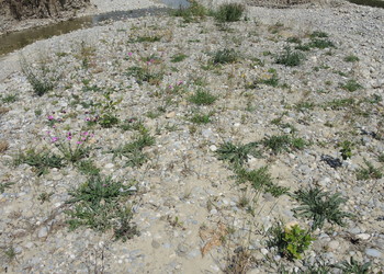 Suivi d'efficacité des mesures - volet végétation