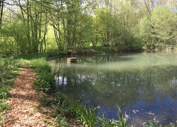 Etang forestier six mois après travaux