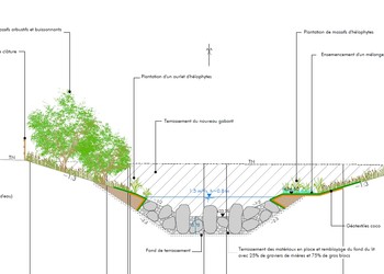 Profil type d’aménagement du lit et des berges du futur ruisseau