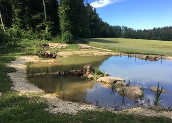 Vue d‘ensemble de la mare 6 mois après travaux (juin 2018)