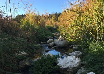 Fonctionnalités écologiques retrouvées, bien loin de l’ancien tuyau (octobre 2018)