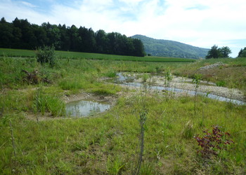 Revitalisation de ruisseaux et compensations écologiques