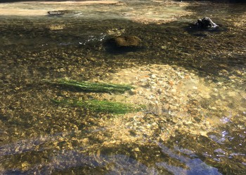 Plantation d’hydrophytes sur le lit du Doubs