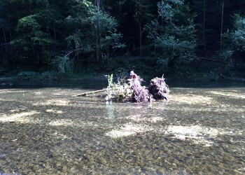 Arrimage (fixation) d’arbres sur le lit du Doubs.