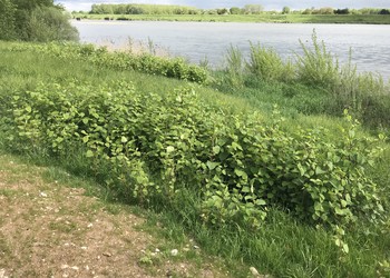 Flore exotique envahissante