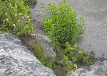 Solidage du Canada (Solidago canadensis aggr.)