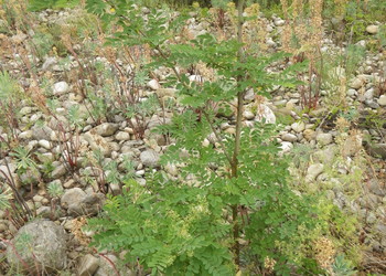 Robinier (Robinia pseudoacacia)