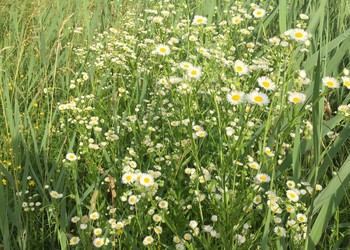 Vergerette annuelle (Erigeron annuus)