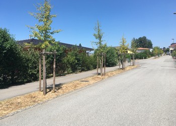 Bon exemple d'arborisation des rues avec essences indigènes et bande herbeuse au pied des arbres entre le trottoir et la chaussée.