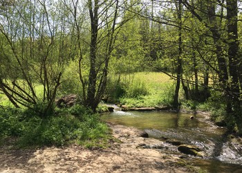 Bosquet et ruisseau du Jonc à Alle