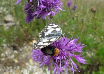 Délimitation des talus prioritaires pour la biodiversité