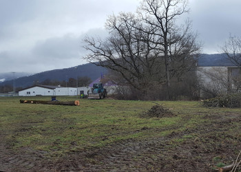 Après les travaux d’abattage