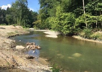 Travaux (août 2019) – Etat après évacuation des remblais de pieds de berge et aménagement de structures favorables à la faune piscicole dans le lit de la Venoge.