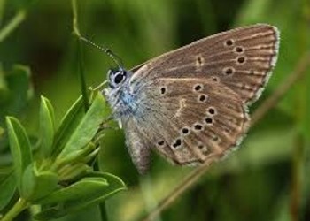 L’azurée de la croisette (Phengaris alcon rebeli) (source: wikimedia commons)