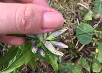 Comptage des œufs déposés par l’Azurée de la croisette à la base des boutons floraux de sa plante hôte, la Gentiane croisette