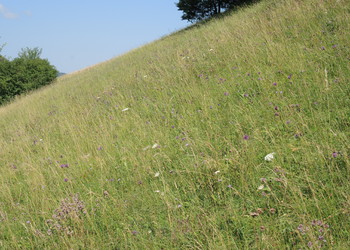 Prairie sèche dans le secteur de la Rohrberg à Courroux (JU) offrant une grande richesse floristique et entomologique 