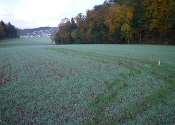 Semis d’un mélange de céréales d’automne comme couvre-sol durant l’hiver en attendant une période favorable pour le semis de la prairie fleurie (octobre 2013)
