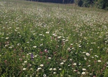 Etat de la prairie fleurie après deux ans (juin 2015)