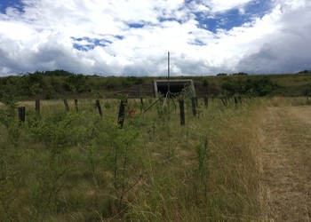 Un large cordon boisé multistratifié guide la faune de la sortie du passage jusqu’à la forêt voisine (juin 2017)