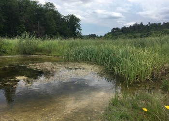 La grande mare accueille chaque printemps les grenouilles rousses et quelques tritons alpestres et fait le bonheur des libellules en été (juin 2019)