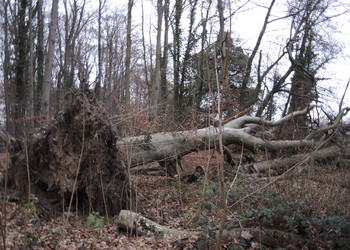 La pérennité de l’îlot de vieux bois de la forêt de Dorigny doit être garantie 