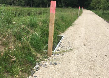 Site de reproduction de substitution : bacs à fleurs en béton pour la reproduction du sonneur à ventre jaune