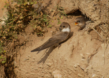 L’hirondelle de rivage (Riparia Riparia) aménage son nid dans une profonde galerie qu’elle creuse dans des falaises sablonneuses. ©Frank Vassen