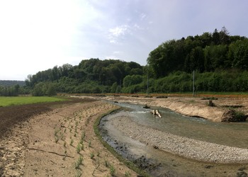 Etat 1 mois après travaux (mai 2019) : évolution de l’Allaine après une première crue. Cette image met en évidence le dépôt de galets situé en milieu droite du lit, conséquence du rééquilibrage du profil en long. Il est également possible de constater le développement des boutures de saule plantées pour stabiliser la berge droite.