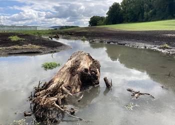 Diversification du lit du cours d’eau (creuse de surprofondeurs, aménagements de souches, diversification ponctuelle du substrat, etc.) (août 2020).