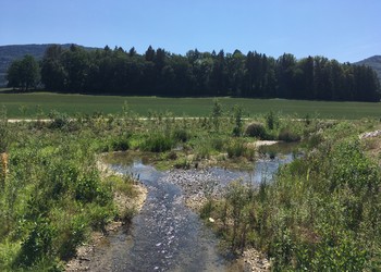 Ruisseau revitalisé 2 ans après travaux (août 2018)